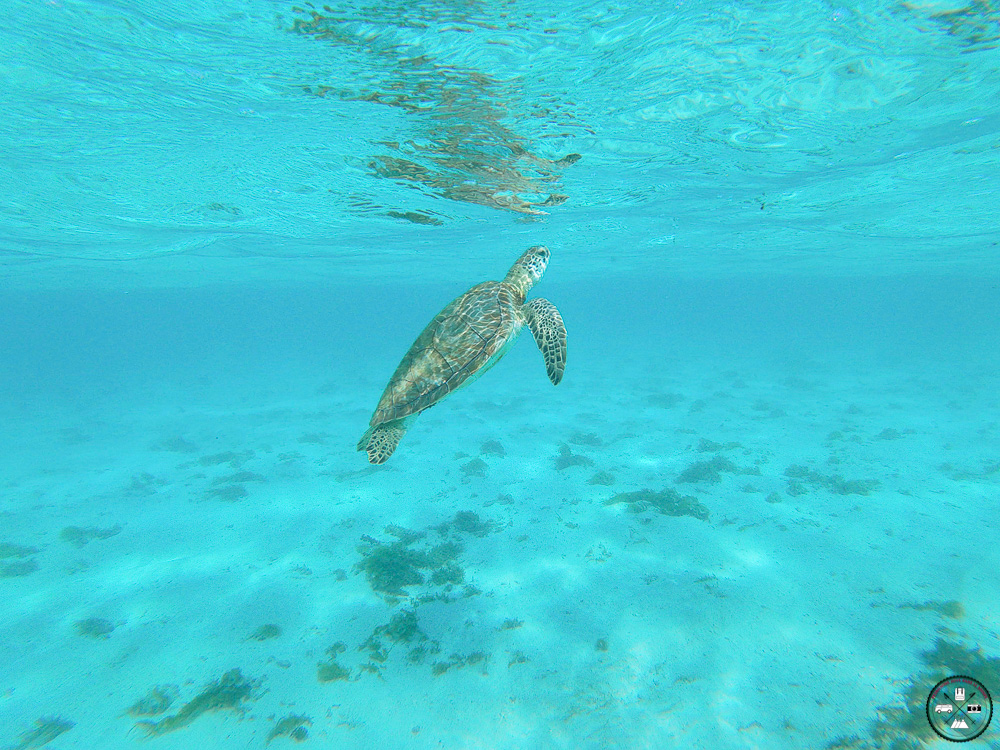 Tortue des iles de Petite Terre en Guadeloupe