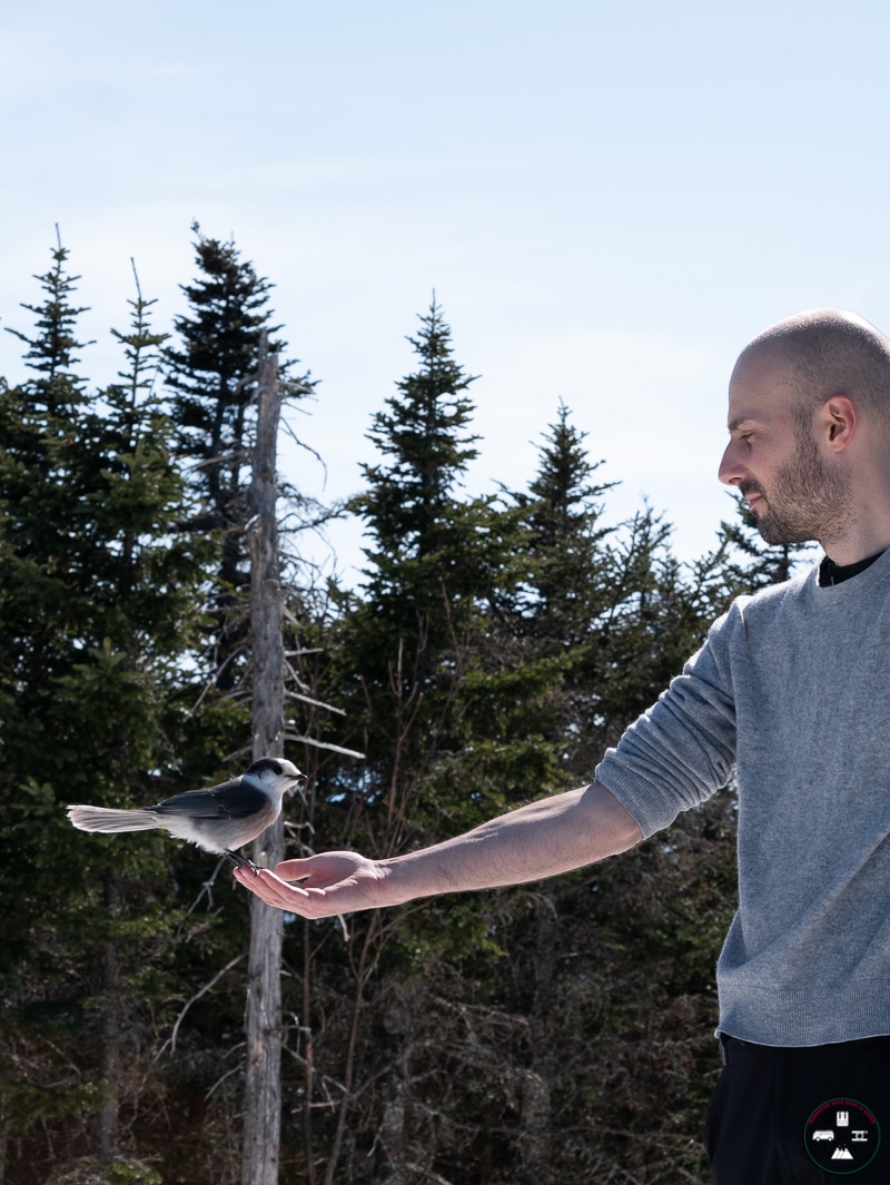oiseau mont megantic