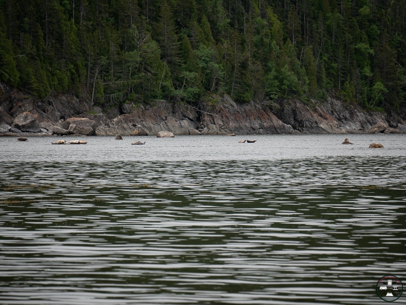 phoques au parc national de bic
