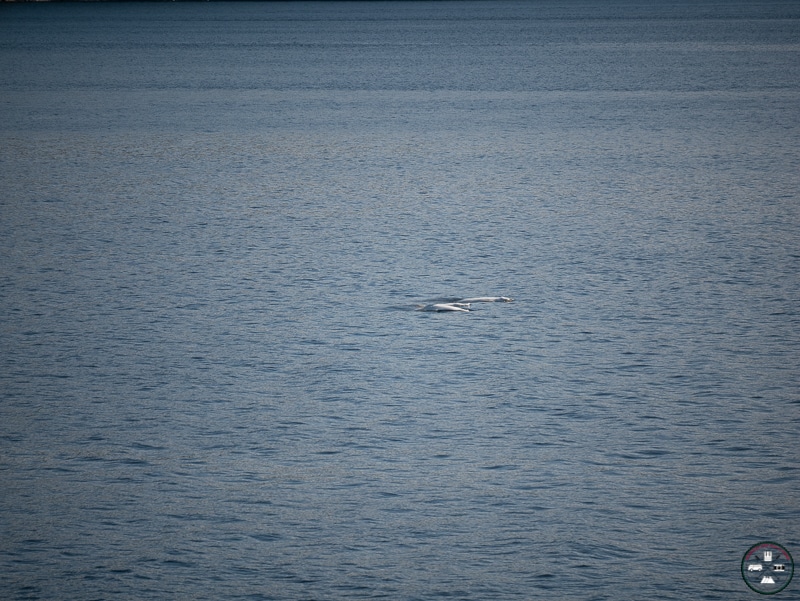 belugas du saguenay
