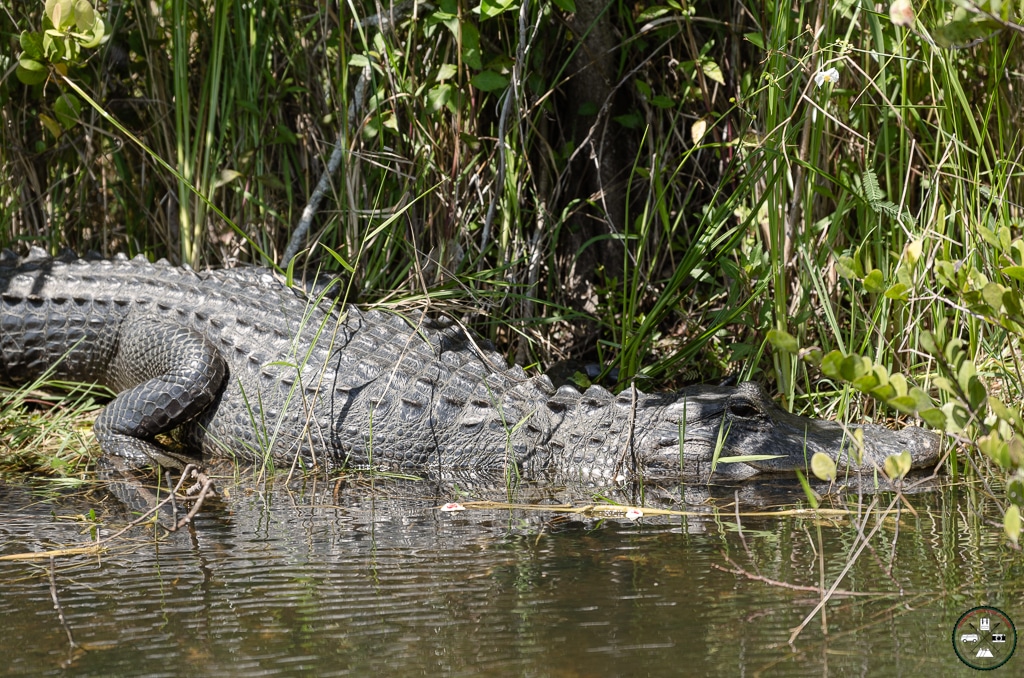 aligator dans les everglades à miami
