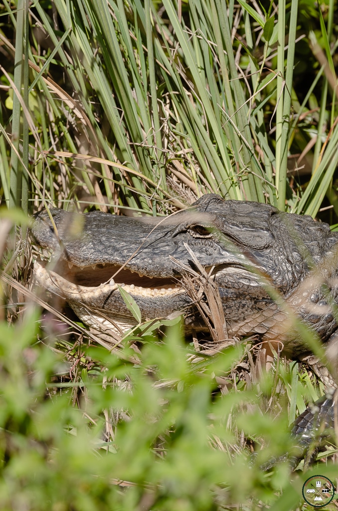 aligator miami