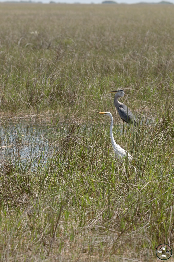 oiseaux parc everglades
